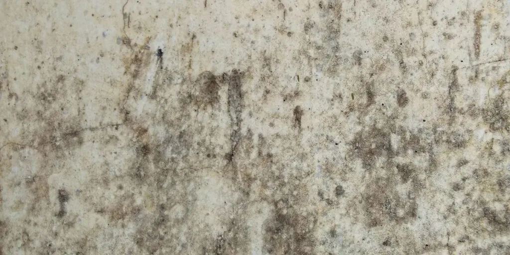 Resistencia al moho de las placas Mgo